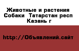 Животные и растения Собаки. Татарстан респ.,Казань г.